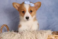  Barry 🐾🐶, a female Pembroke Welsh Corgi for sale in Fresno, OH – 5 of 10