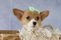 Zella 💗, a female Pembroke Welsh Corgi for sale in Fresno, OH – 2 of 9