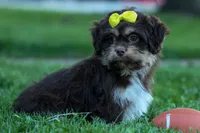  Oscar , a male Maltese and Shih Tzu for sale in Fresno, OH – 4 of 10