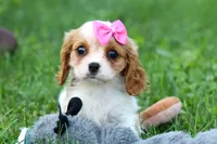 Nellie, a female Cavalier King Charles Spaniel for sale in Fresno, OH – 7 of 10