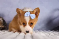  Barry 🐾🐶, a female Pembroke Welsh Corgi for sale in Fresno, OH – 10 of 10