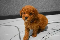 Logan, a male Poodle - Miniature  for sale in Fresno, OH – 6 of 8