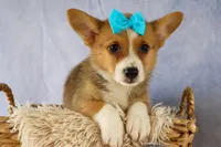 Yack 🐶, a male Pembroke Welsh Corgi for sale in Fresno, OH – 3 of 9