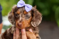 Isabelle🩷, a female Miniature Dachshund for sale in Fresno, OH – 2 of 10