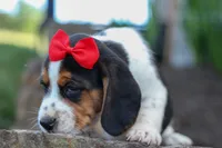 Chip🐶, a male Beagle for sale in Fresno, OH – 2 of 8