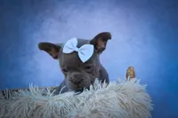 Quinn🐾, a male Frenchton for sale in Fresno, OH – 5 of 10