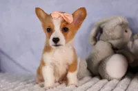   Carrie💕, a female Pembroke Welsh Corgi for sale in Fresno, OH – 6 of 10