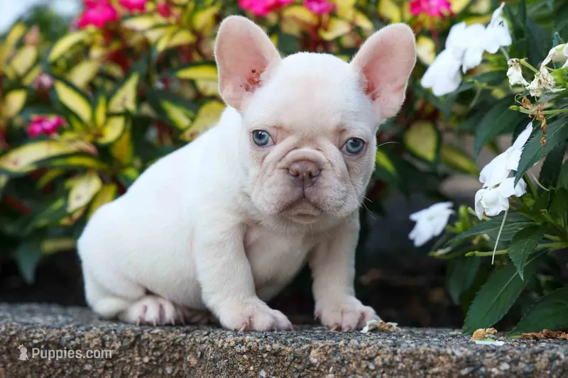    Ronnie 🐾🐶 – French Bulldog puppy for sale in Fresno, OH