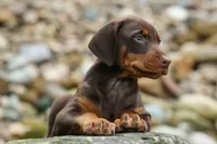 Griffin 🐶, a male Doberman Pinscher for sale in Fresno, OH – 3 of 10