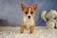 Yara ❤️, a female Pembroke Welsh Corgi for sale in Fresno, OH – 6 of 10