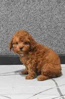 Loise, a female Poodle - Miniature  for sale in Fresno, OH – 3 of 10