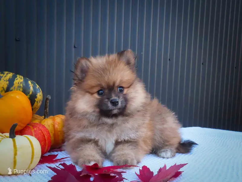🐾 Meet Rolo — A Bouncy Little Ball of Fluff! 🐾 – Pomeranian puppy for sale in Fresno, OH