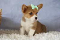 Zella 💗, a female Pembroke Welsh Corgi for sale in Fresno, OH – 3 of 9