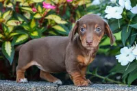  Zoey🎀, a female Miniature Dachshund for sale in Fresno, OH – 2 of 10