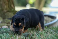 Ace 🐶✨, a male English Bulldog and Beagle for sale in Fresno, OH – 6 of 10