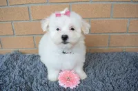Brooke 🎀, a female Maltese for sale in Fresno, OH – 2 of 7