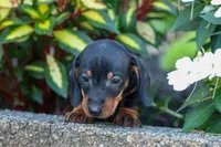  Zeke🐾, a male Miniature Dachshund for sale in Fresno, OH – 8 of 10