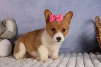  Bella💕🐶, a female Pembroke Welsh Corgi for sale in Fresno, OH – 8 of 10