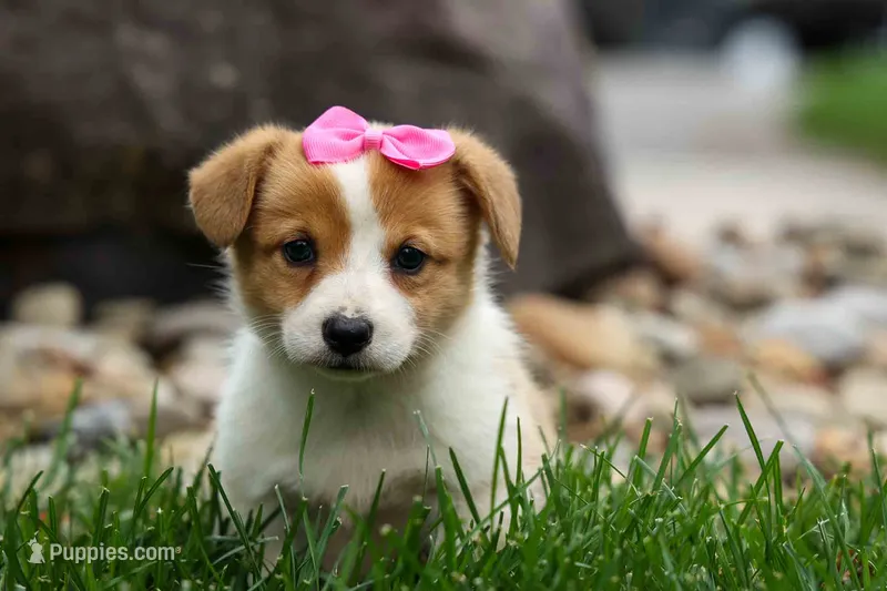  Tessa🐾🐶 – Pembroke Welsh Corgi puppy for sale in Fresno, OH