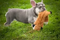   Stella 💕🐶, a male French Bulldog for sale in Fresno, OH – 4 of 9