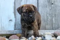Ashton, a male English Bulldog and Beagle for sale in Fresno, OH – 4 of 8