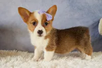Yo-Yo 💕, a female Pembroke Welsh Corgi for sale in Fresno, OH – 8 of 9