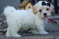 Bently 🐶, a male Bichon Frise and Shih Tzu for sale in Fresno, OH – 4 of 9