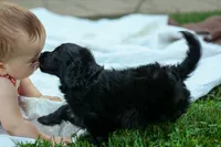 Raya🎀, a female Cavapoo for sale in Fresno, OH – 3 of 10