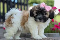 Blossom 💕, a female Bichon Frise and Shih Tzu for sale in Fresno, OH – 4 of 9