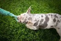  Spencer🐾🐶, a male French Bulldog for sale in Fresno, OH – 9 of 10