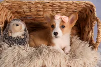   Carrie💕, a female Pembroke Welsh Corgi for sale in Fresno, OH – 1 of 10