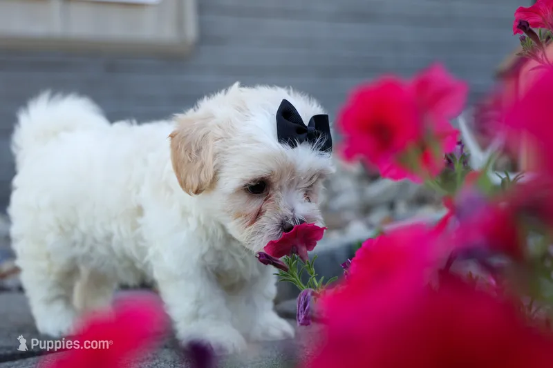 Bently 🐶 – Bichon Frise, Shih Tzu puppy for sale in Fresno, OH