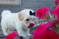 Bently 🐶, a male Bichon Frise and Shih Tzu for sale in Fresno, OH – 1 of 9