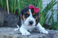 Cody 🐾🐶 , a male Beagle for sale in Fresno, OH – 7 of 10