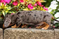 Holly 🌸, a female Miniature Dachshund for sale in Fresno, OH – 8 of 10