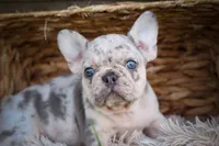 🐾 Meet Knox, a male French Bulldog for sale in Fresno, OH – 10 of 10