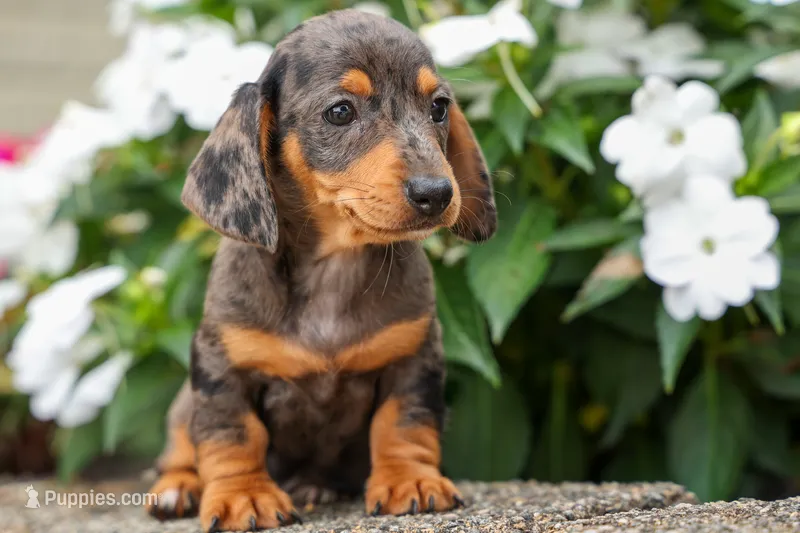 Holly 🌸 – Miniature Dachshund puppy for sale in Fresno, OH