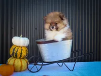  Marco 🐶, a male Pomeranian for sale in Fresno, OH – 6 of 10
