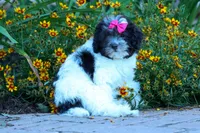 Remi 🩷, a female Cavapoo for sale in Fresno, OH – 5 of 10