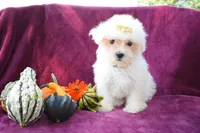 Max , a male Maltese for sale in Fresno, OH – 3 of 7