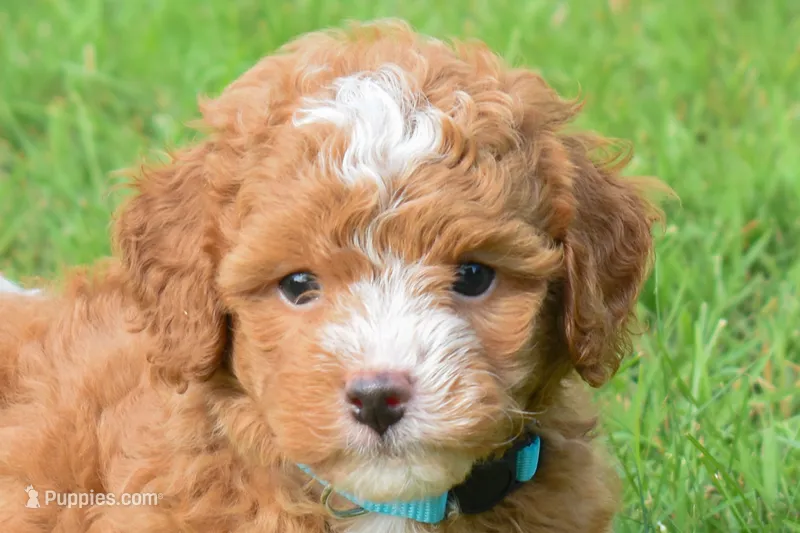 Scout 🐾 – Maltipoo puppy for sale in Fresno, OH