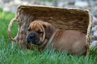 Axel 💙🐾, a male English Bulldog and Beagle for sale in Fresno, OH – 3 of 9