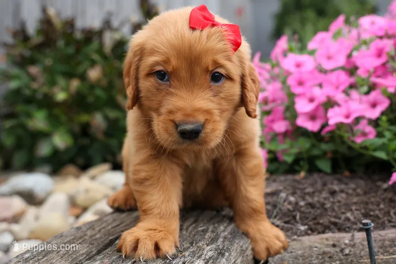  Quinton 🐾 – Golden Retriever puppy for sale in Fresno, OH