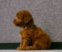 Lily , a female Poodle - Miniature  for sale in Fresno, OH – 2 of 10