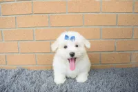 Bryson 🐾, a male Maltese for sale in Fresno, OH – 4 of 7