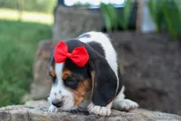 Chip🐶, a male Beagle for sale in Fresno, OH – 5 of 8