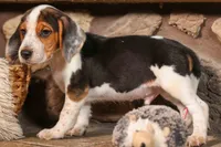 Dillard🐾, a male Beagle for sale in Fresno, OH – 7 of 9