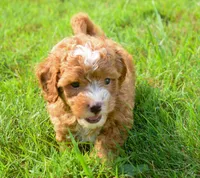 Scout 🐾, a male Maltipoo for sale in Fresno, OH – 5 of 7