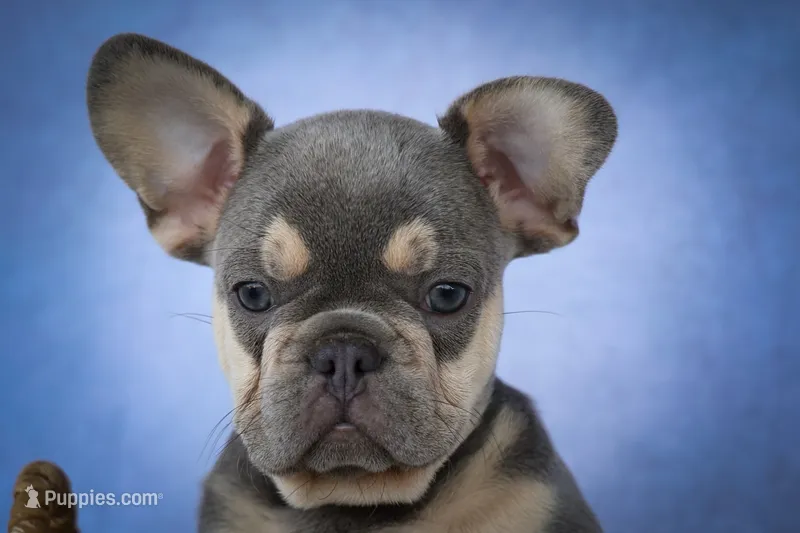 Kingston🐾 – French Bulldog puppy for sale in Fresno, OH