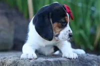 Cody 🐾🐶 , a male Beagle for sale in Fresno, OH – 6 of 10